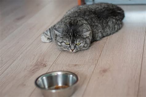 居酒屋 テイクアウト: なぜ猫は寿司を食べないのか？